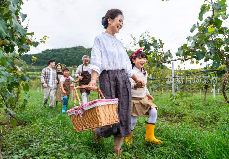 全家人在果园采摘葡萄