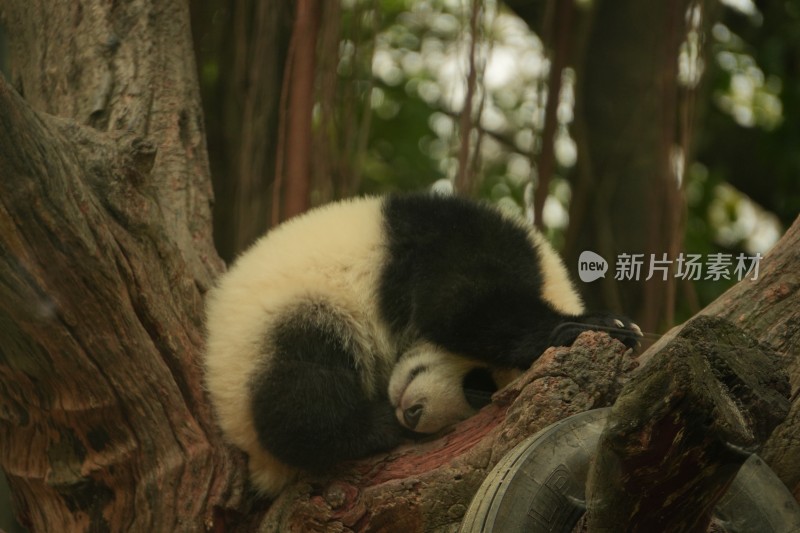 大熊猫幼崽慵懒地趴在树干上休息