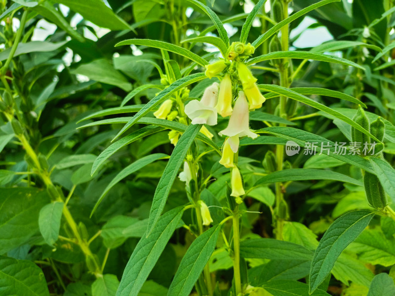 夏天成熟的芝麻籽苗杆植物特写自然