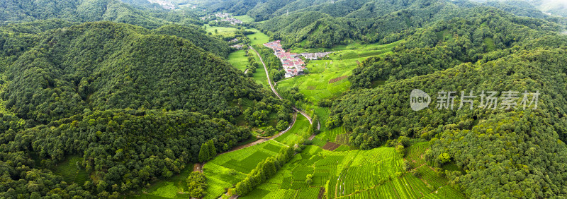 杭州西湖龙井产地梅家坞云雾茶园