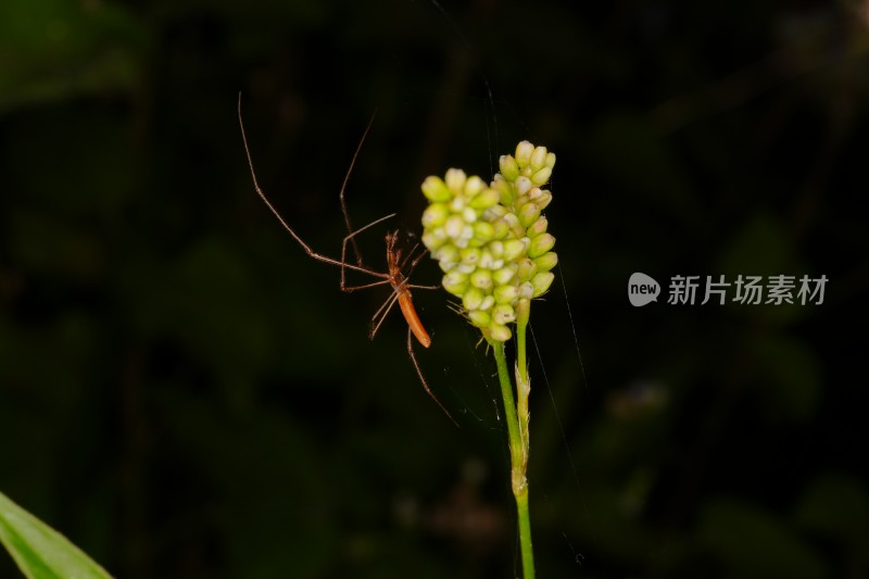 植物上的蜘蛛微距特写镜头