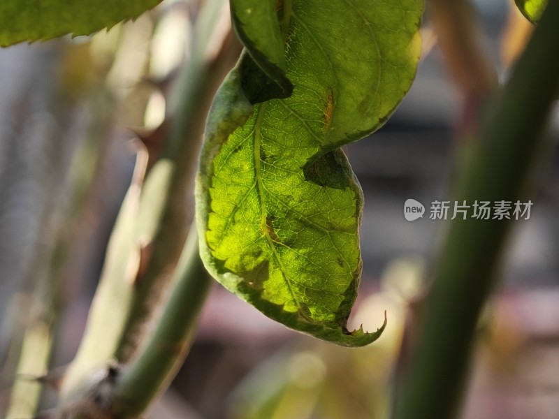 带刺植物上带有枯黄斑点的叶片