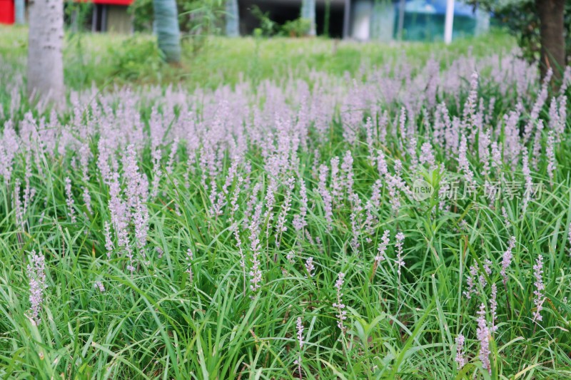 山麦冬植物