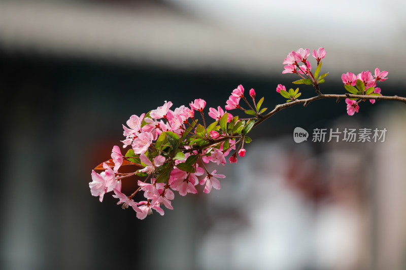 济南大明湖海棠花