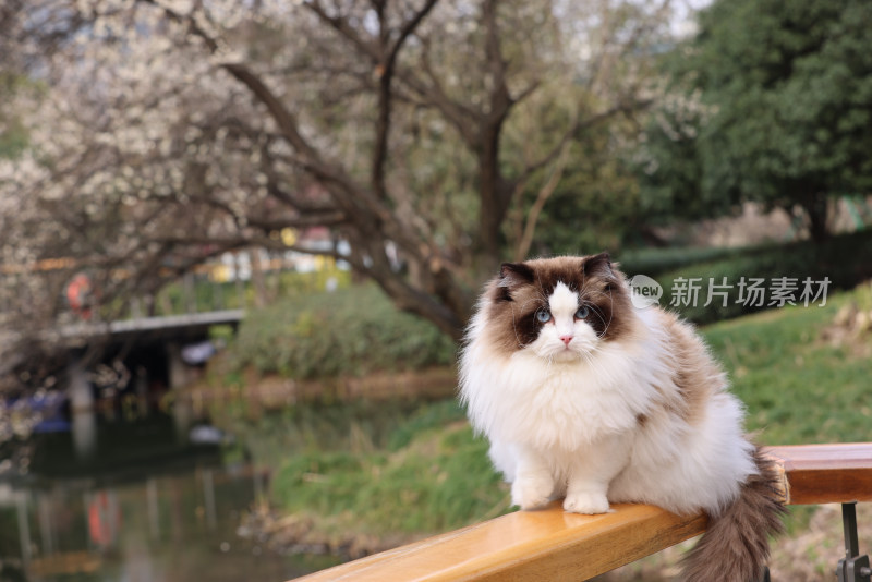 杭州阿里巴巴西溪园区栏杆上的布偶猫