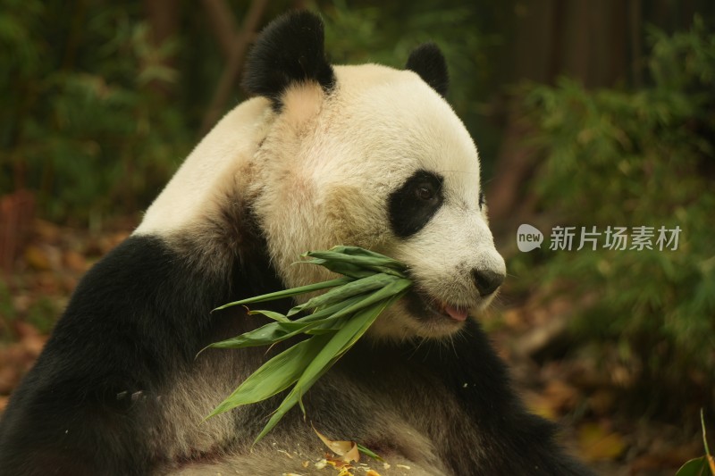 熊猫萌萌啃食竹叶的可爱模样