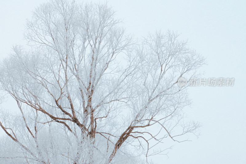 覆雪树木自然景观