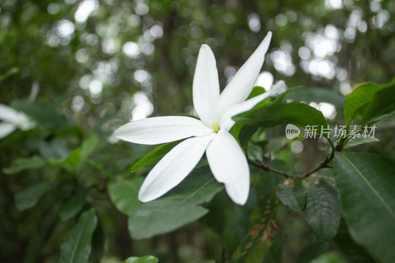 植物园里的粗栀子