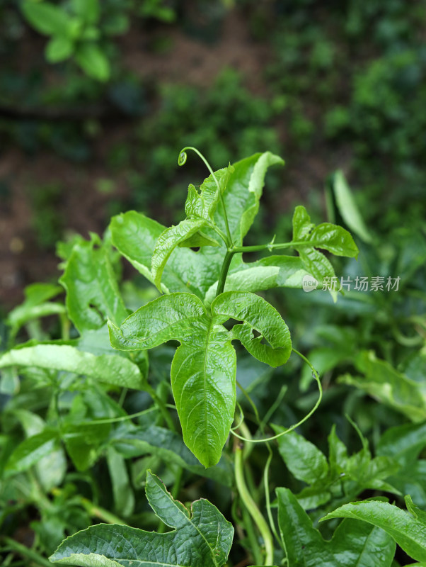 春天绿色的植物叶子树叶和水滴雨滴