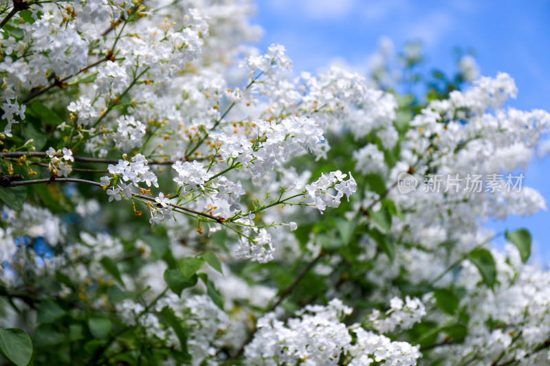 白色丁香花