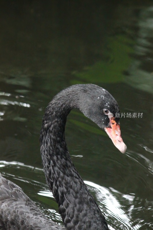 黑天鹅在水中游弋的场景