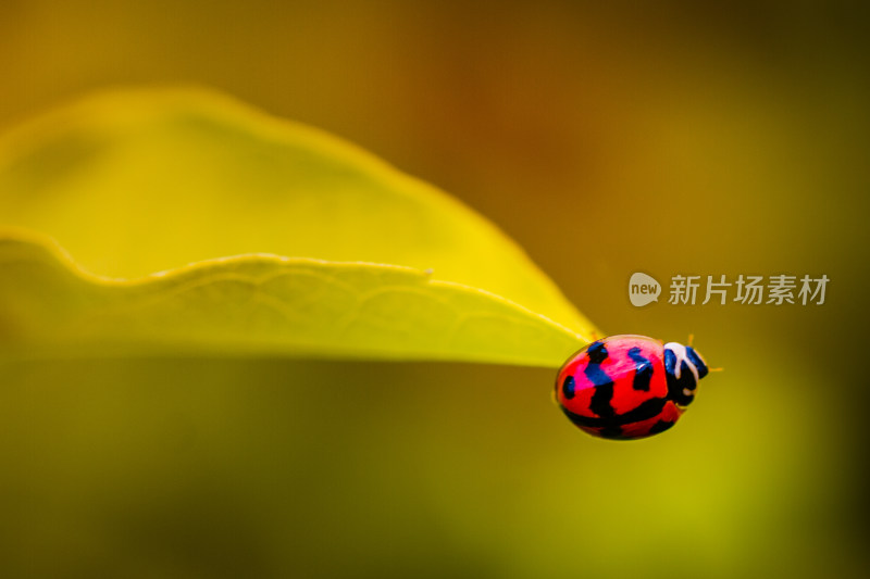瓢虫甲壳虫益虫微距生态摄影