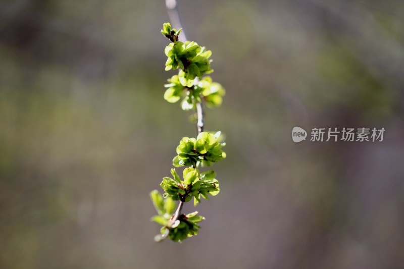 春天榆树长出榆钱