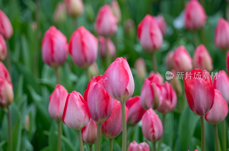 色彩鲜艳的粉色郁金香花海