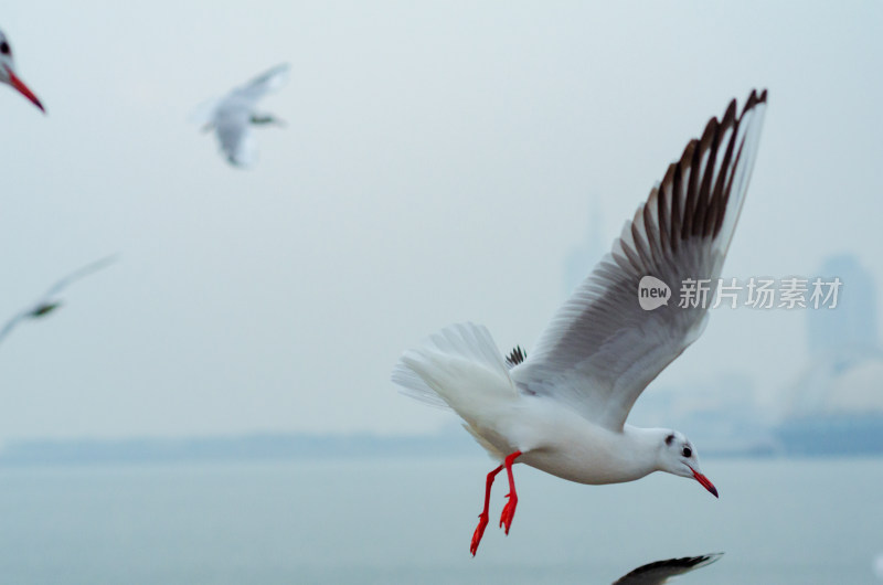 海上飞行的海鸥