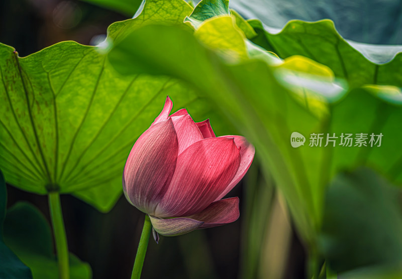 雨后荷花上的水珠