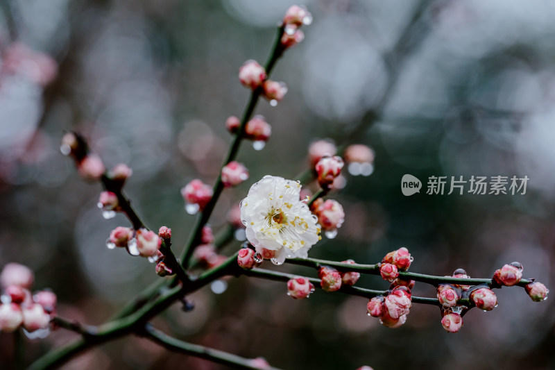 雨天盛开的西溪湿地梅花微距视角