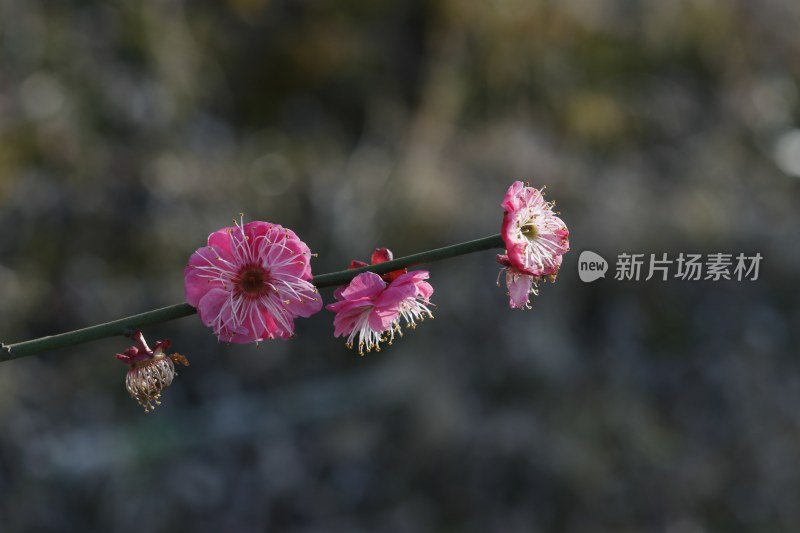 梅花 腊梅 红梅花