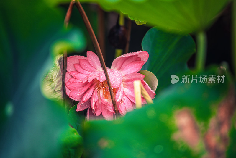 夏天雨后的荷花挂满水珠