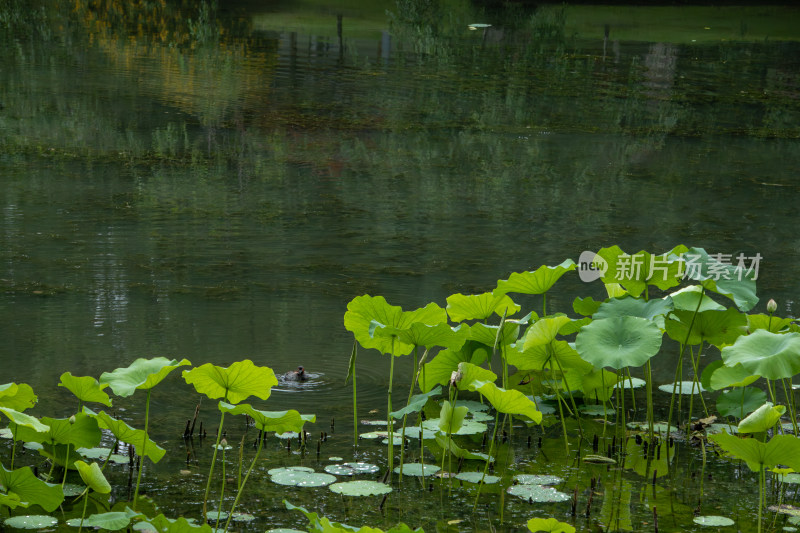 夏日荷塘，宁静莲池夏日风光