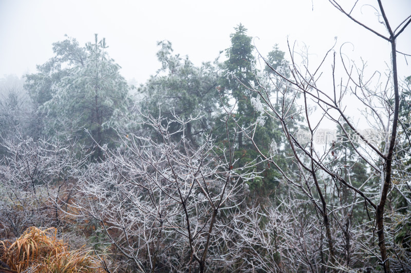 覆冰的绿色松树枝条敕木山雪淞