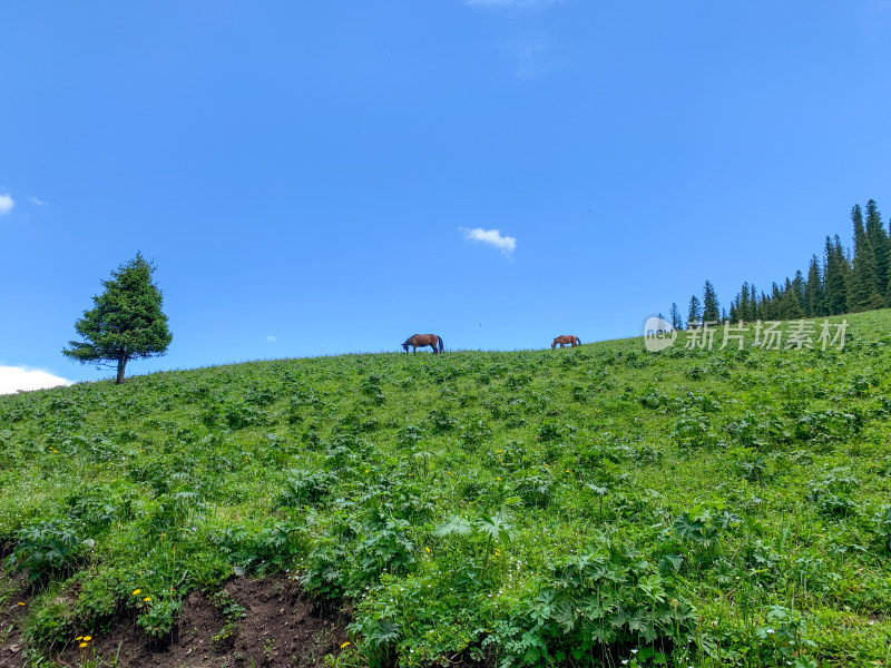 中国新疆伊犁那拉提草原夏季旅游风光