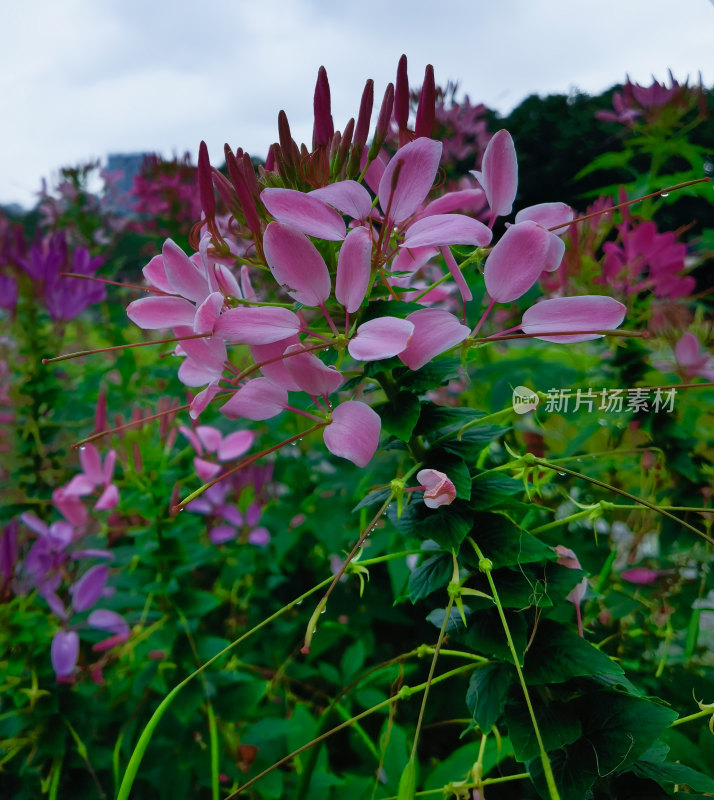 佛山千灯湖公园醉蝶花盛开