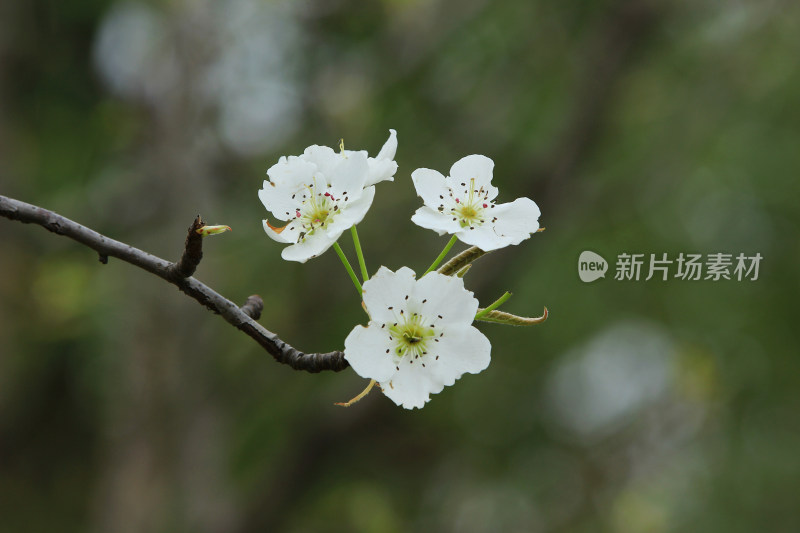 梨花 春天 白色