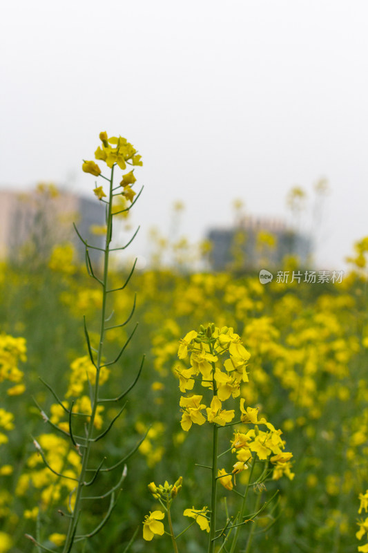 杭州萧山城市旁盛开的油菜花田