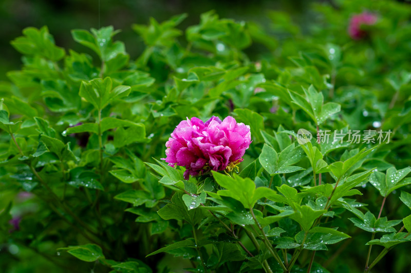 雨中牡丹花