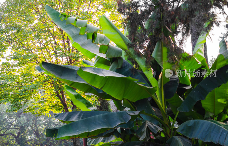 洛阳白马寺种的芭蕉树