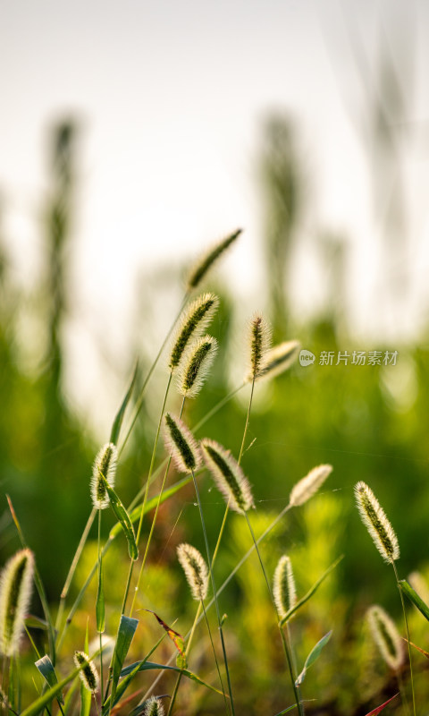 夏天的狗尾巴草