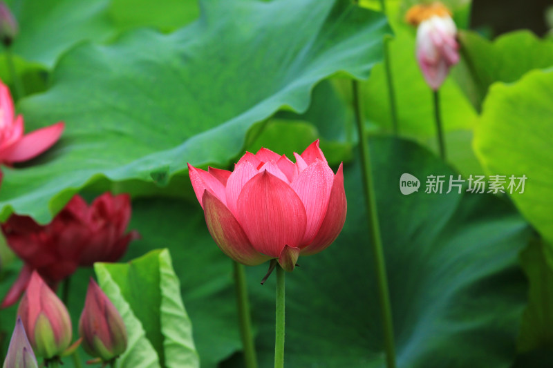 雨后清新的荷花