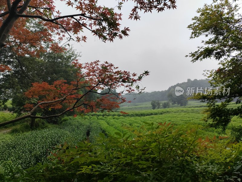 红叶点缀的雾中绿植田园风光