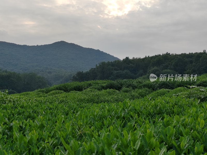 山地间绿意盎然的大片种植园