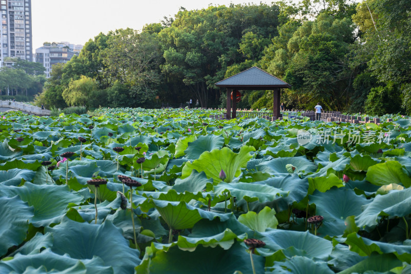 夏日的福州金山公园荷花