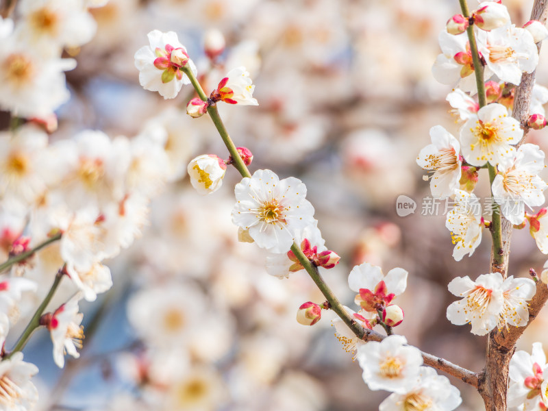 枝头盛开的白色梅花特写