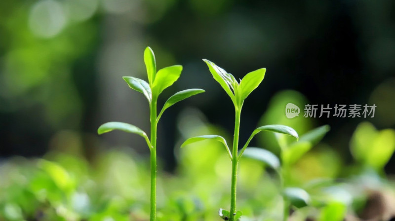 模糊背景上的绿色植物新芽破土而出生命力量