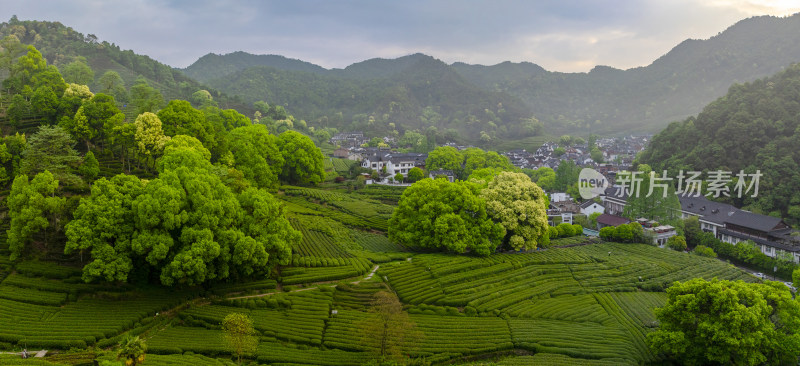 杭州梅家坞梅茶园茶山