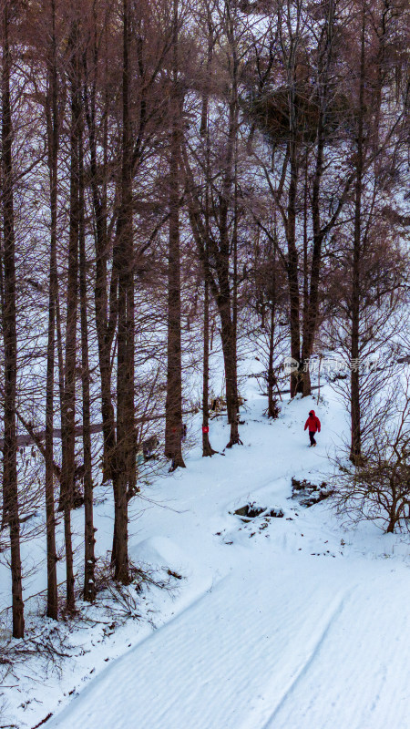 航拍山东威海冶口村南山水杉林雪景