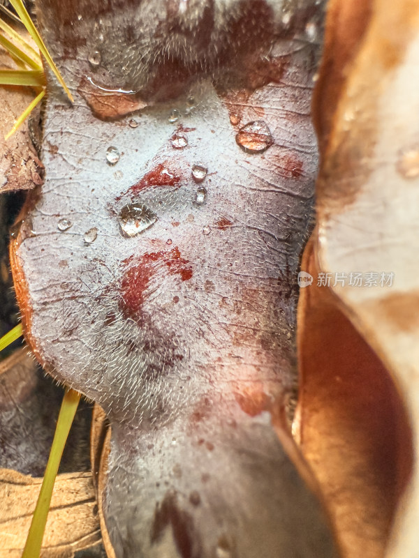 雨后植物叶片特写