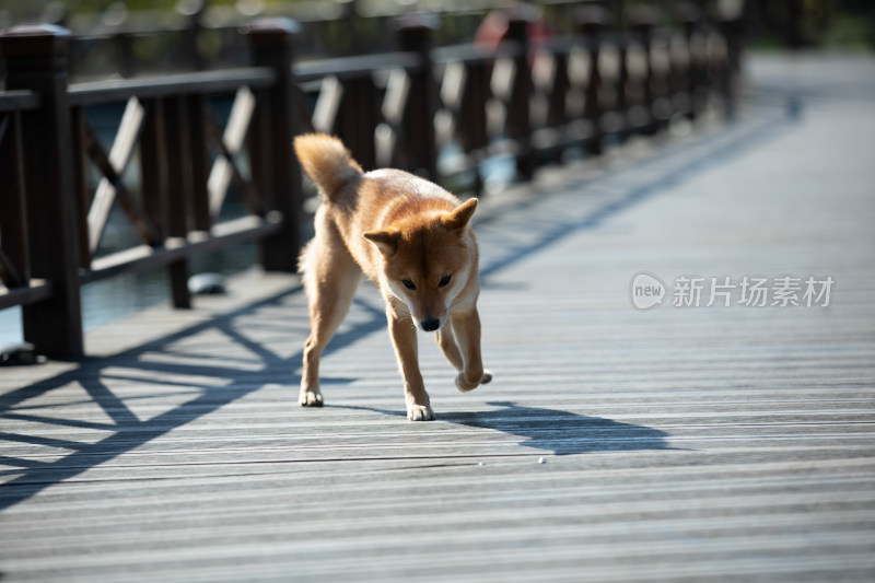 一只在栈道上玩耍的柴犬