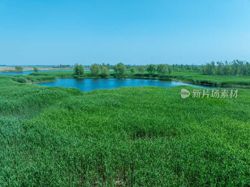 夏天白洋淀风景