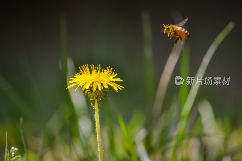 草地蒲公英上的蜜蜂采蜜