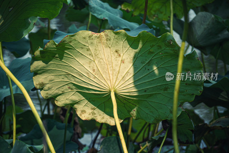 夏天池塘里的荷叶