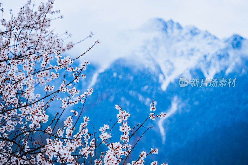 西藏樱花盛开