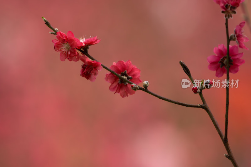 盛开的粉色桃花特写