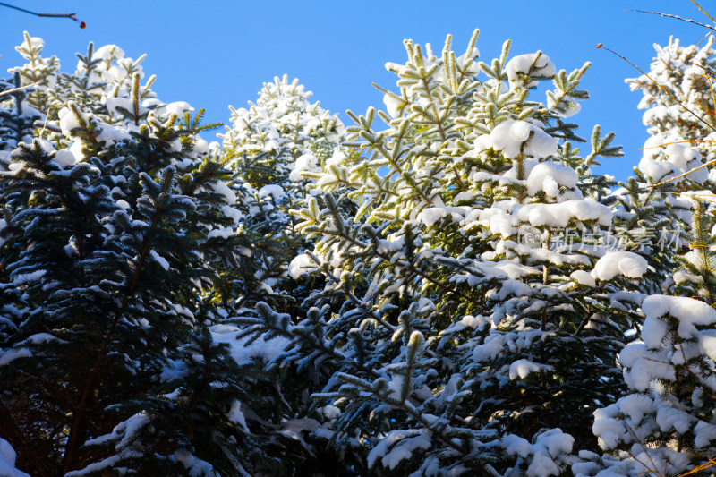 黑龙江 双峰林场 雪乡