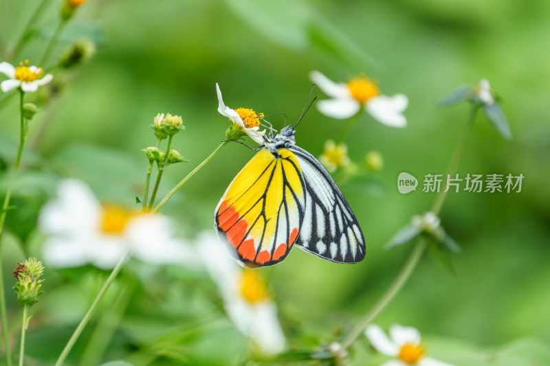 彩蝶停留在白色小花上