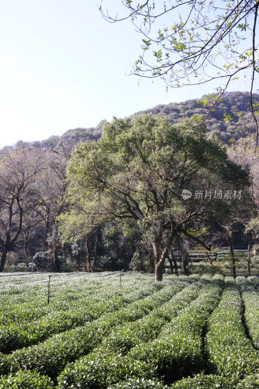 杭州九溪茶园茶叶基地里孤独的树